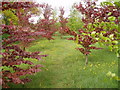 Trees in golf course