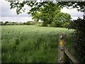 South Cheshire Way leading towards Cobb