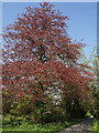 Copper beech near Sydenham