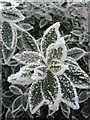 Frost on Bay Tree Leaves