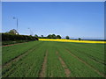 SE6350 : Hedge Bounding Field Lane by DAVID JOHN SHERLOCK
