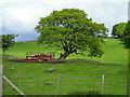 NX4661 : Tree Near Blairs by Iain Thompson