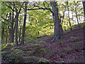 Beech and Bluebells in Lee Wood, Hebden Bridge