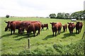 Lincoln Reds