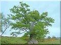 Huge Beech with 20ft Bole