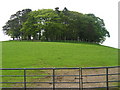 Trees enclosed at the top of the hill