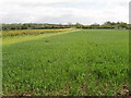 Wheat field near Groveway Farm