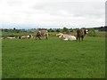 Cattle, Westerton