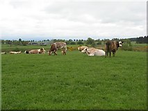 NO0133 : Cattle, Westerton by Richard Webb
