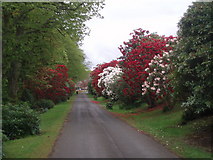 NO5240 : Rhododendrons, Crombie Country park by Gwen and James Anderson
