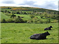 Beef pasture below Mullaghane