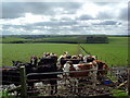 Cattle near Backhill