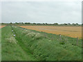 Nocton Fen