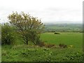 Grassland, Newton of Gorthy