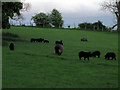 Sheep near Spring Hill, Grendon Underwood