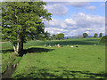 Cattle pasture near Lake Bridge