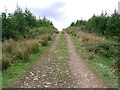 Forestry road at Kilnpot Wood