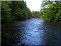 River Swale flowing towards Richmond viewed from the footbridge