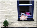 Cat on windowsill