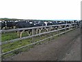 Queueing up for milking time at Bush Farm