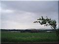 Fields at the side of the A928 approaching Kirriemuir.