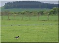 Oystercatcher near Whitehillock