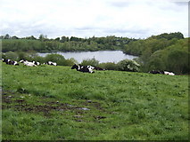 H3710 : Dairy country and the Carrafin Lough by Jonathan Billinger