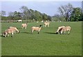 Sheep at Puxley