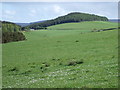 View towards Knockfullertree Wood from near Rowanbush