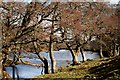 Alders by the River Glass