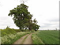 Oak trees, wheat and cow parsley by track