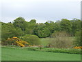 Woods in Grounds of Cortes House