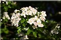 Hawthorn blossom