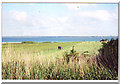 The path from Little Thorness Farm to the beach