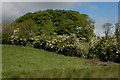 Listullyard fort near Banbridge (2)