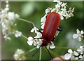 Cardinal beetle (Pyrochroa coccinea)