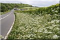 Hedge Parsley in the Hedgerow