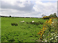 Livestock field at Garrett Lee Farm