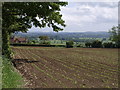 Field at Linnets