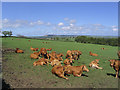 Livestock field