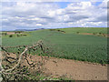 NU0121 : Farmland at Ilderton by Walter Baxter