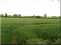 Wheat field opposite Jericho Farm, north of Winslow