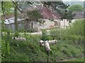 Pigs at North Holway Farm