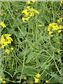 SP8126 : Oil seed rape, seed pods developing. by David Hawgood