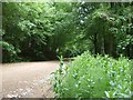 Llwyn Hir Forestry Walk