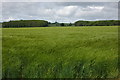 SO3253 : Field of barley near Lower Wootton by Philip Halling