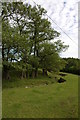 Stream in a field at Queest Moor