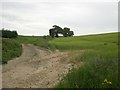 North near East Barsham from lane towards Great Snoring