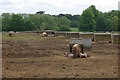 Pig Farming near Caulcott