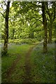 Track, Old Spring Wood